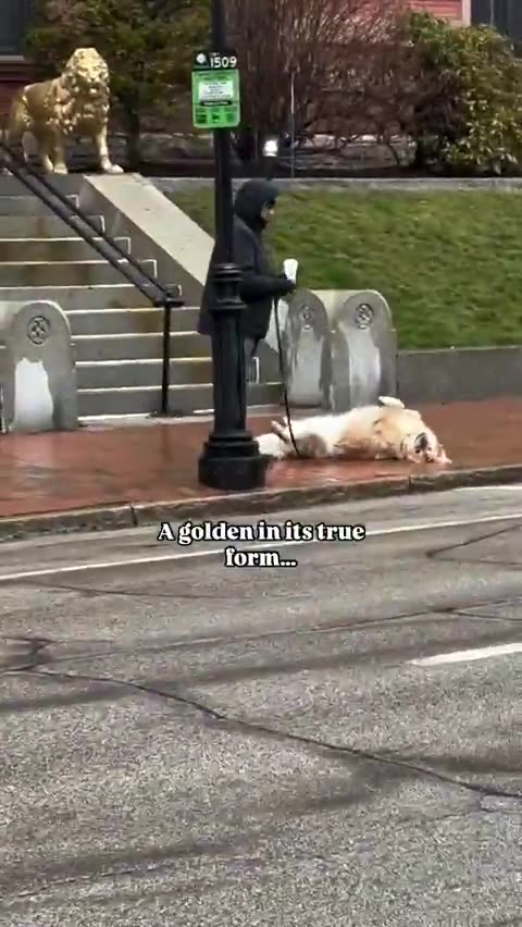 doggo has decided the walk is over. LOL