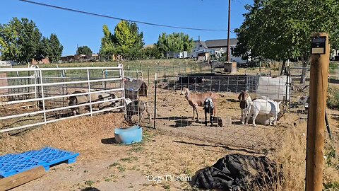 Graham Family Farm NW: 9:00 AM July 15 2025
