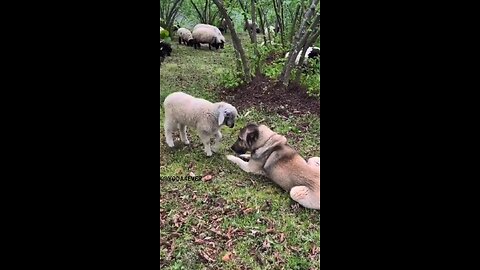 The most patient babysitter..🐕🐾🐑😍