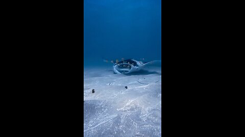 hunting underwater