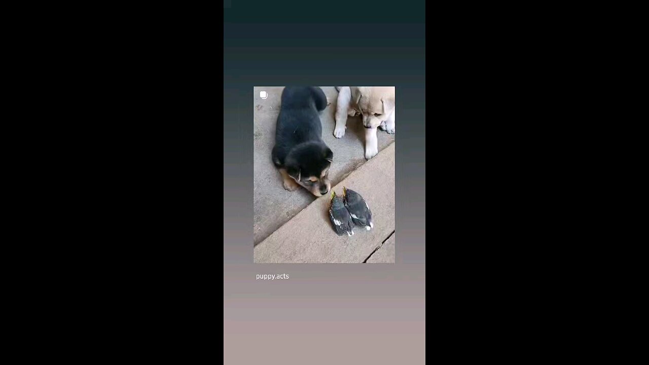 कुछ खाने को दे दो