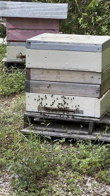 Virgin mating flight