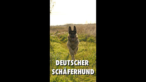 Deutscher Schäferhund