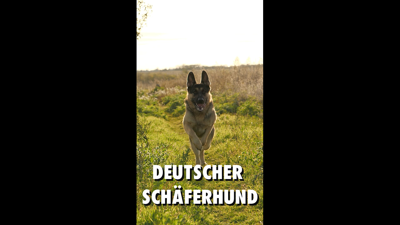 Deutscher Schäferhund
