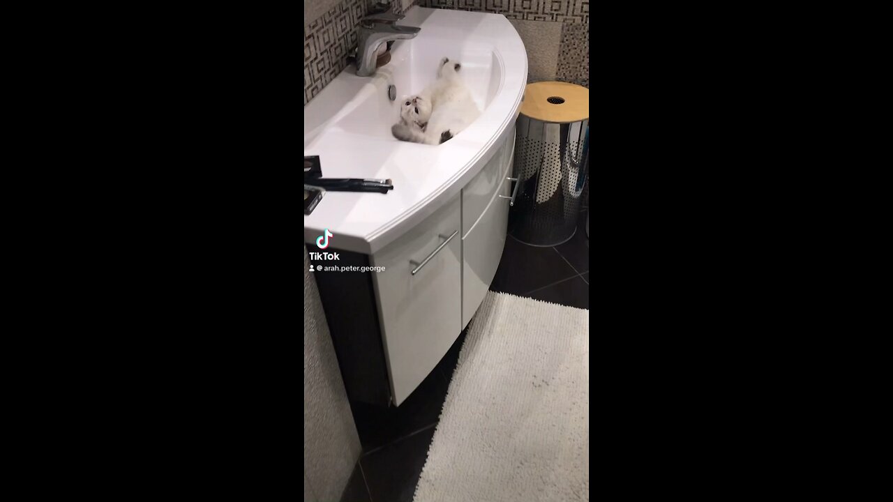 Goose the Cat Has a Lot to Say