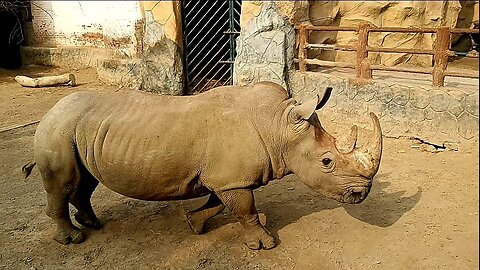 Rhino is a Big Animal