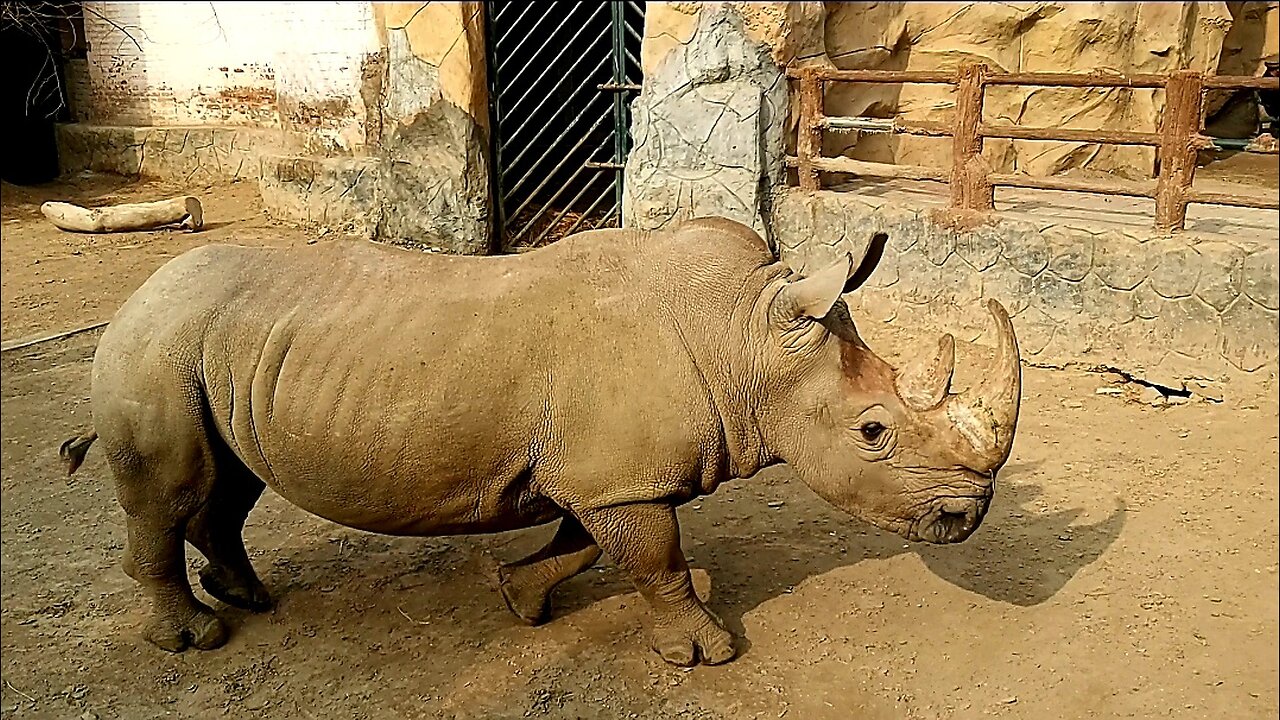 Rhino is a Big Animal