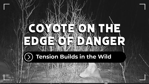 Spooked Coyote
