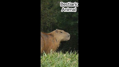 Capybaras Spotted in Costa Rica – But They’re Not Supposed to Be There! (Video in Spanish)