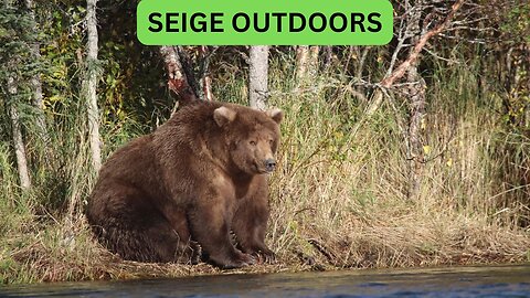 Katmai National Park Bear Feeding Live Stream!