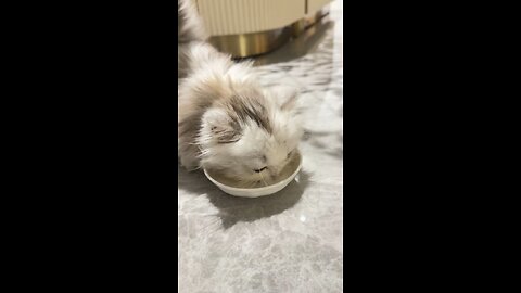 Your cat will love it!