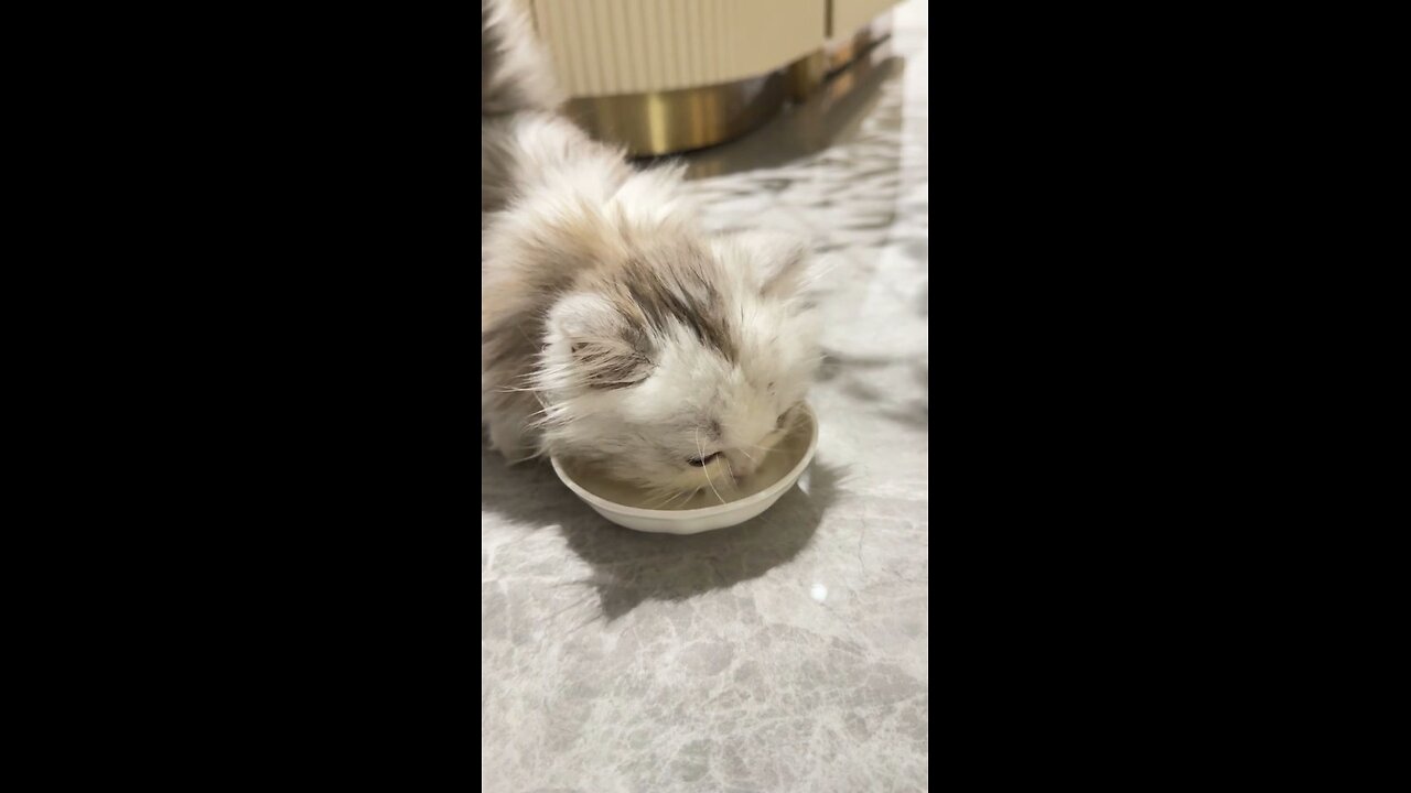 Your cat will love it!