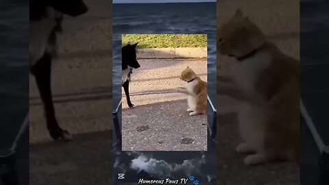 This Is Why Animals Are the Best Entertainers!