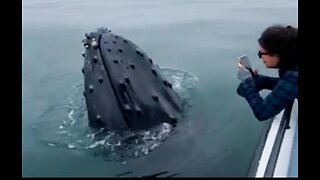 Worlds coolest whale! 🐋