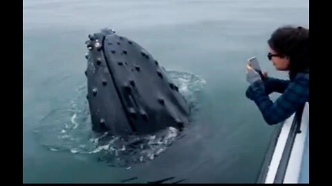 Worlds coolest whale! 🐋