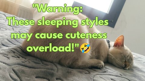 "How Many Sleep Styles Can One Cat Have? 😹💤"