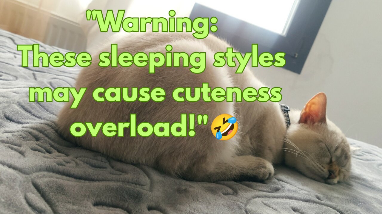 "How Many Sleep Styles Can One Cat Have? 😹💤"