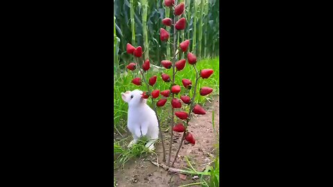 satisfying Video