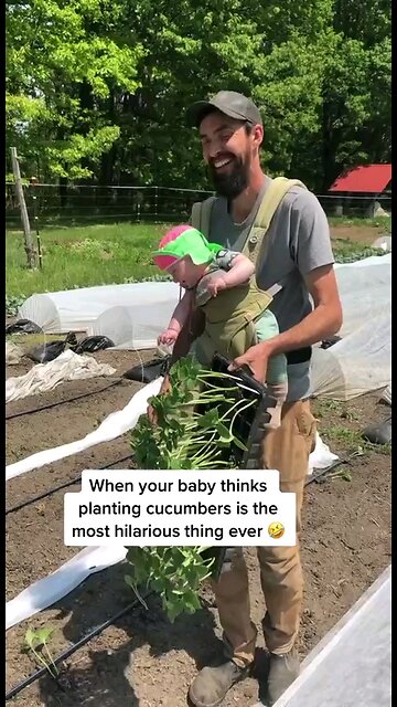 Planting Cucumbers