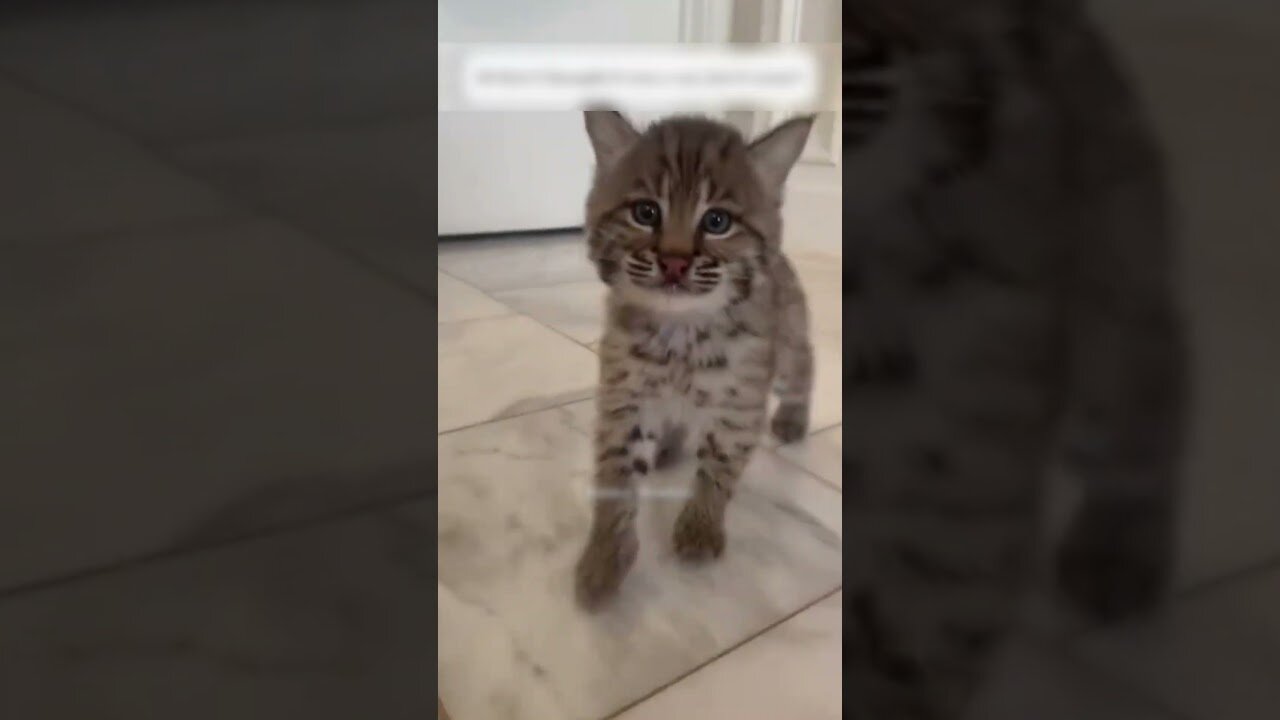 The man thought he picked up the cat and it turned out