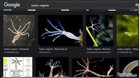 THERE IS A LIVING CREATURE INSIDE THE JA8 THATS IMM0RTAL. THE "HYDRA VULGARIS"