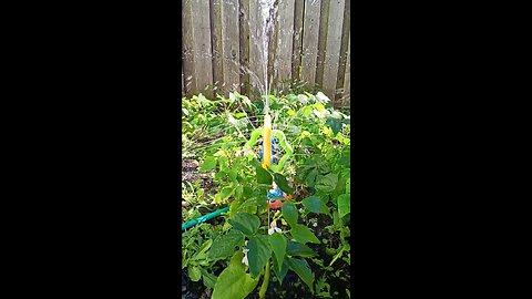 Watering 💦 💦 The #Plants This Morning #water