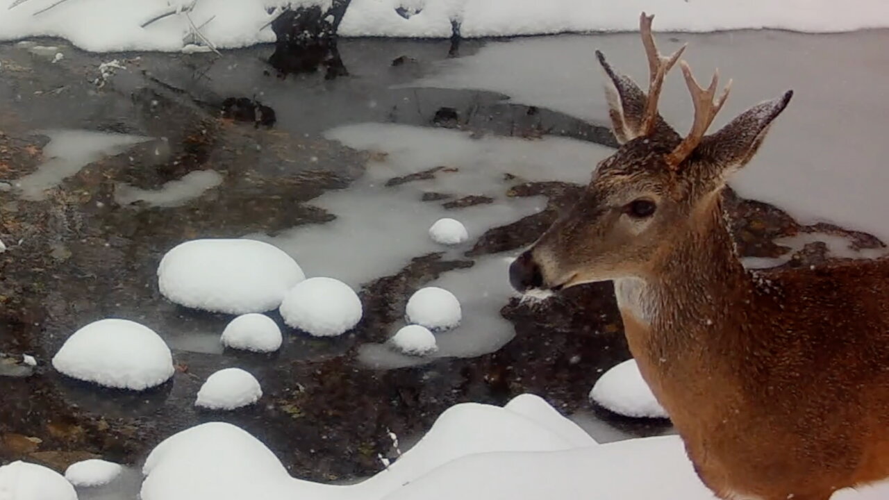 Buck Moving Its Ears During a Snowfall