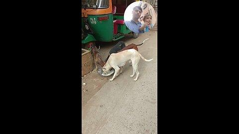 jivdaya