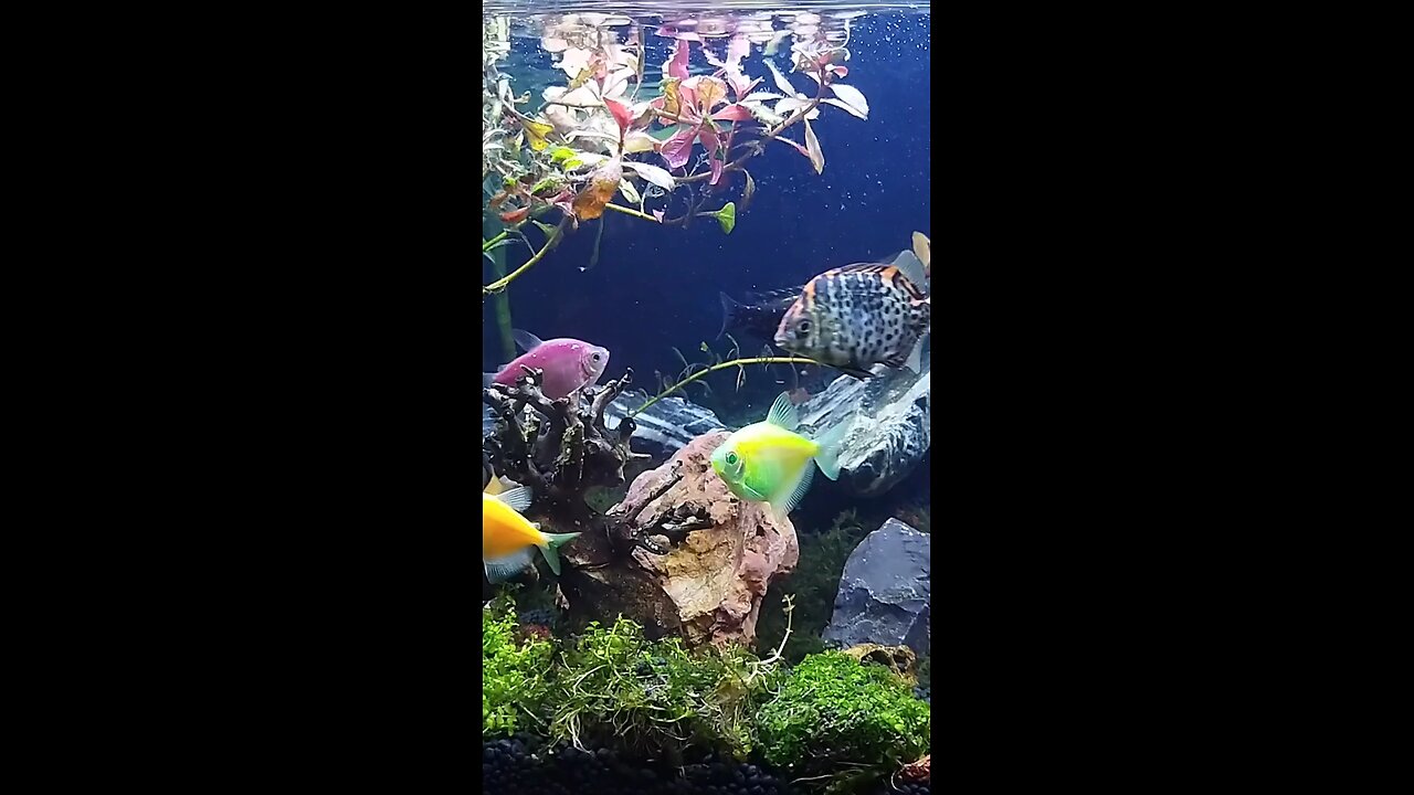 My aquarium fish