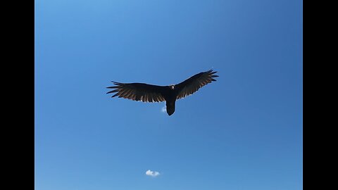🦅 Eye In The Sky - Alan Parsons Project 🦅
