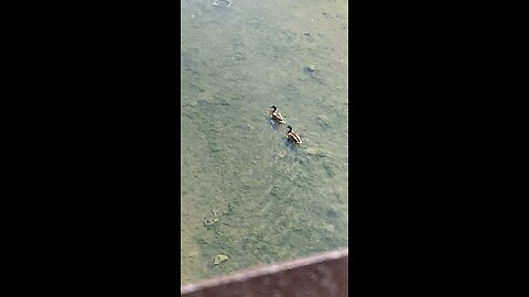 Mallard Ducks 🦆 #mallardducks #shorts #followme #ducks #viral #trending
