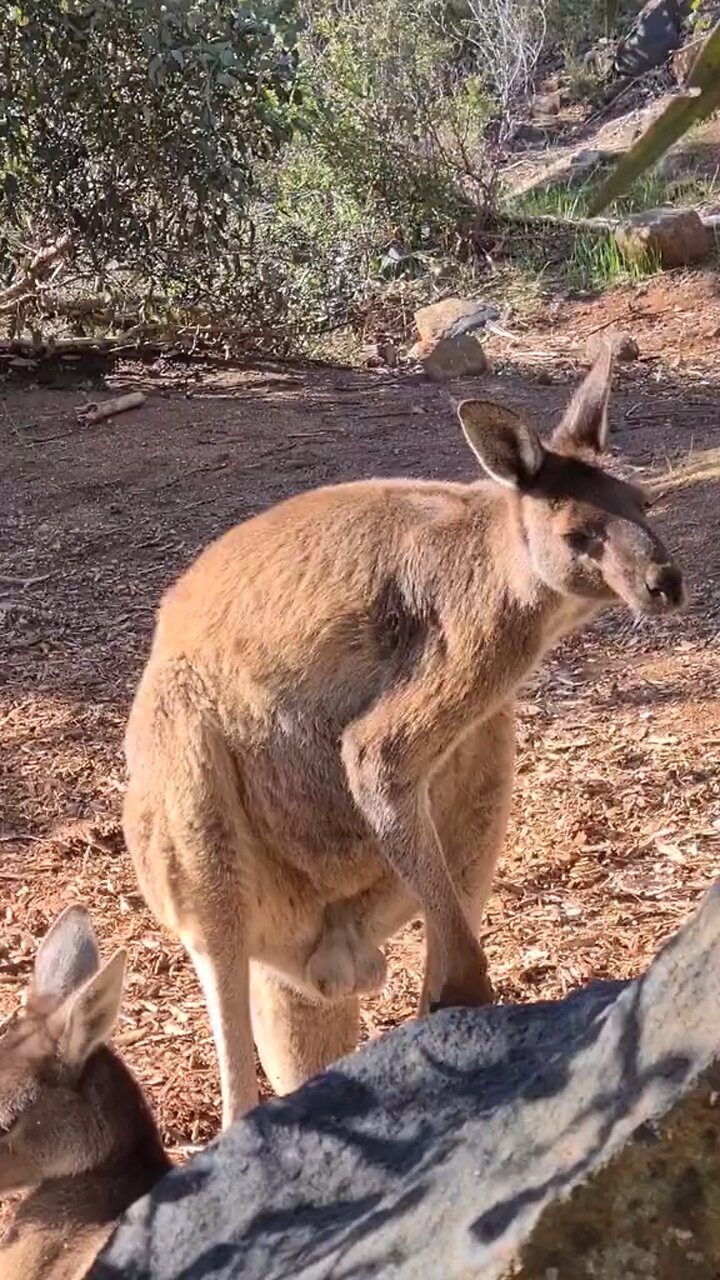 Kangaroo diaries only in Australia 🇦🇺