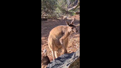 Kangaroo diaries only in Australia 🇦🇺