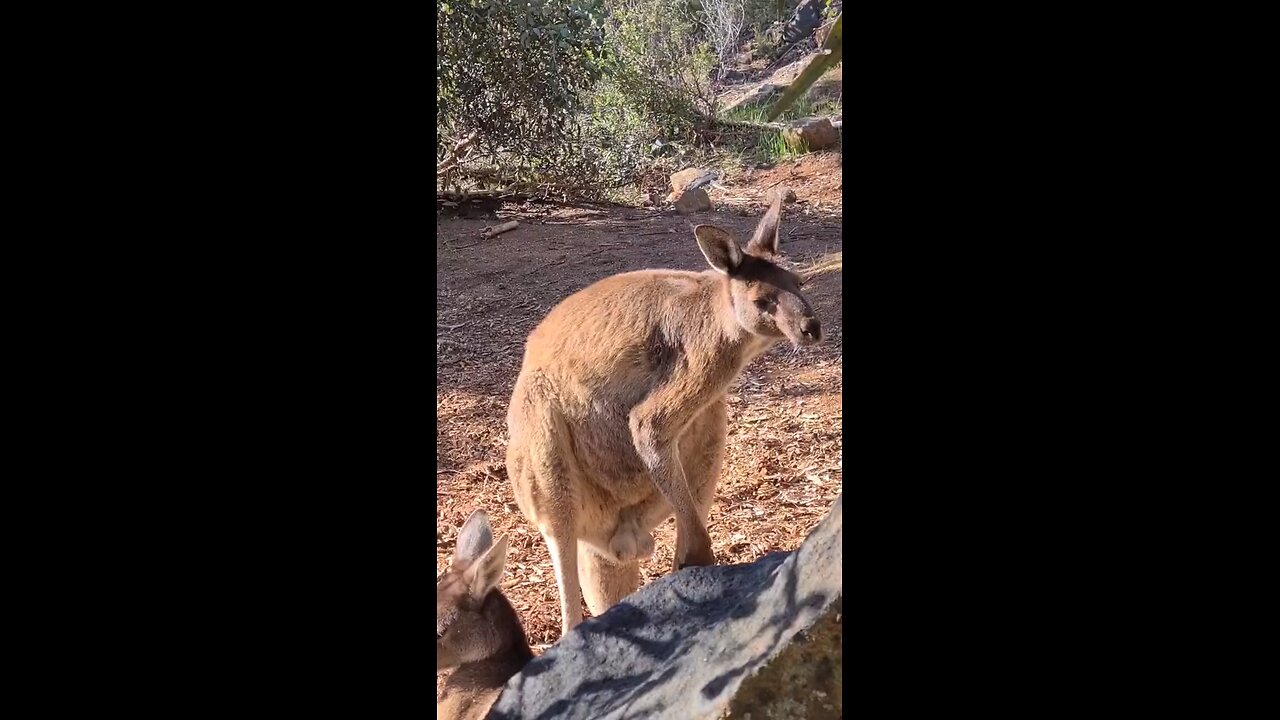 Kangaroo diaries only in Australia 🇦🇺