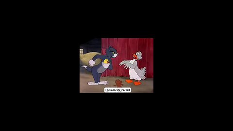 TOM N JERRY CARTOON
