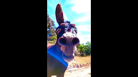 Donkey Funny
