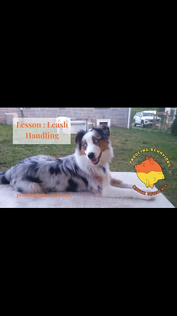 Leash Handling Skills 3b