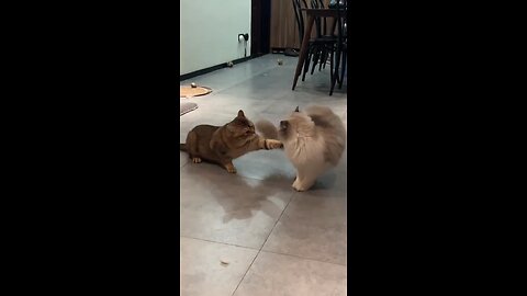 🐾 Meowdown Showdown 🐾