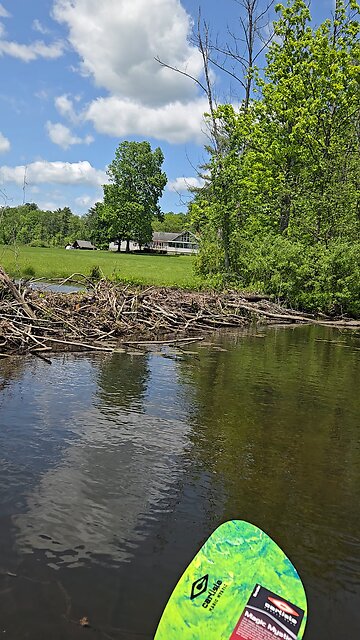 Beaver dam