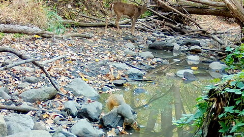 Squirrel Drinking Water with a Deer in the Background