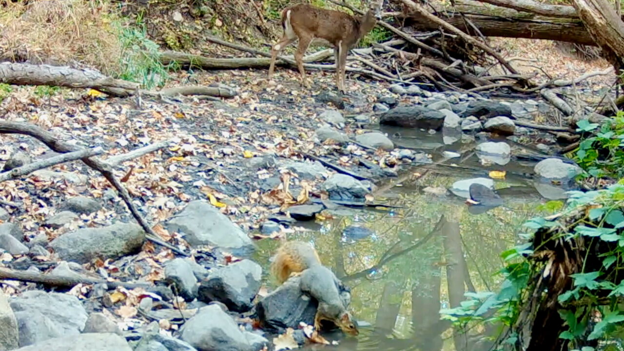 Squirrel Drinking Water with a Deer in the Background