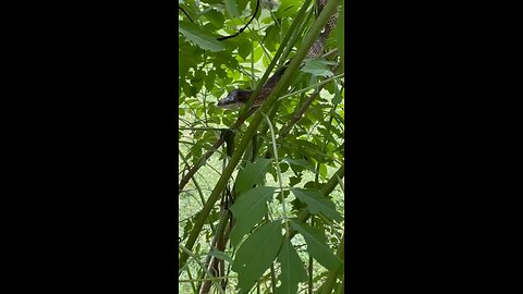 Spotting a big rat snake on our ranch.