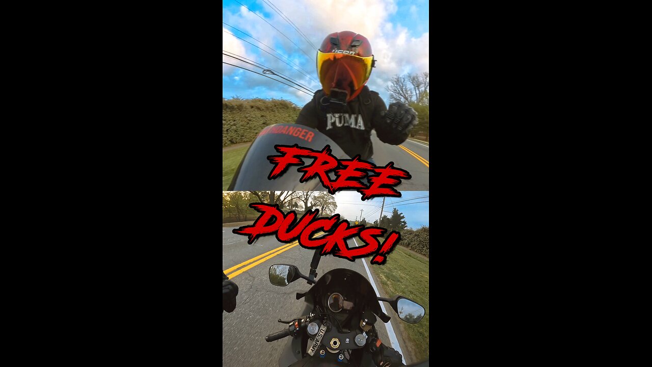 FREE DUCKS!