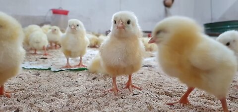Cutest Baby Animals That Will Melt Your Heart