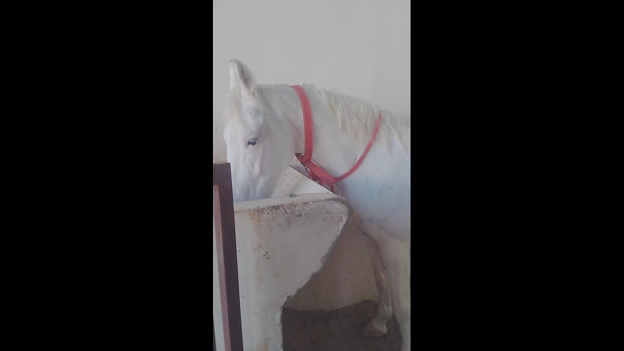 mare 62plus