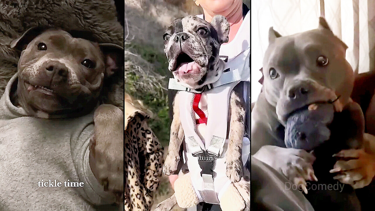 Dog Doing Funny Things Tik Tok Compilation 2025