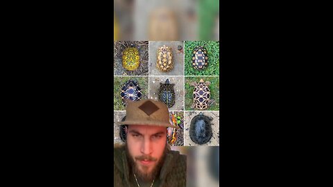 Lunar Calendar On A Turtles Back Includes All Turtles & Tortoises