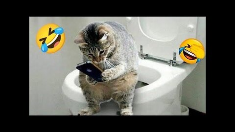 Hilarious Animal Fails That Will Make Your Day Better! 🐾😂