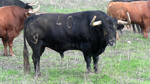 GANADERÍA NÚÑEZ DEL CUVILLO