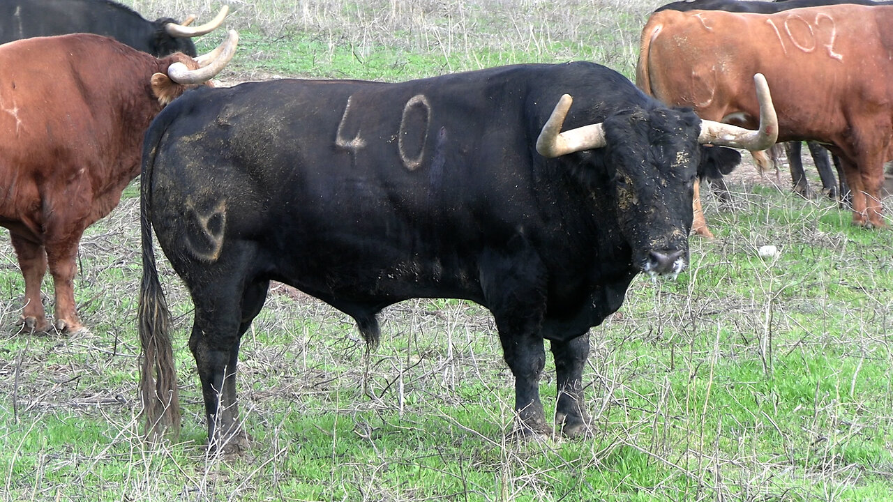 GANADERÍA NÚÑEZ DEL CUVILLO